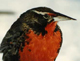 long tailed meadowlark robin